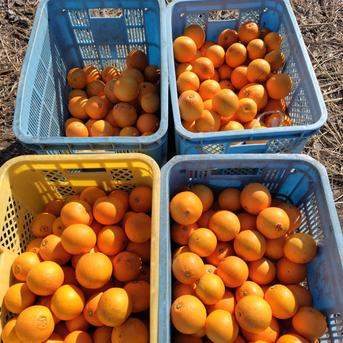 神奈川県民限定！オレンジと玉ねぎのセット③ 神奈川県民限定！オレンジと玉ねぎのセット③