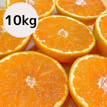 早生みかん 10キロ | 果物/温州みかん 産直アウル 農家から直接野菜