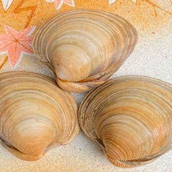 ホンビノス貝２kg【Ｓサイズ50g〜90g 】 2kg 魚介類/ホンビノス通販