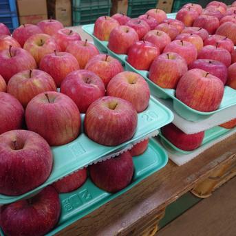マルダイ大場農園のサンふじ約5kg（小玉サイズ:家庭用）（17～20個