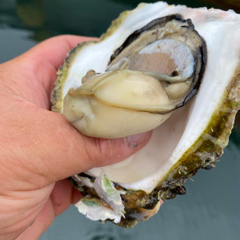 【天然】岩牡蠣　和歌山産　超特大サイズ 超特大4個 魚介類/牡蠣通販