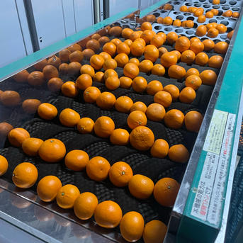 かんきつ中間母本農6号 希少柑橘 ビタミンチャージ柑橘 10kg ｜ 果物