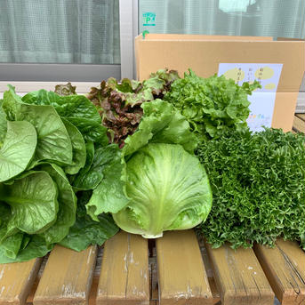 ワンランク上のサラダに❗️レタス5種セット レタス5種 野菜/野菜セット・詰め合わせ通販