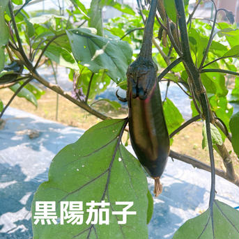 【限定】旬のたっぷり夏野菜セット（クール便） 80サイズ【夏野菜5~7品目】 野菜/野菜セット・詰め合わせ通販