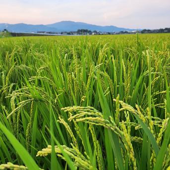 R7年産 ビーガン米玄米10kg 植物性育ち/化学肥料/農薬不使用
