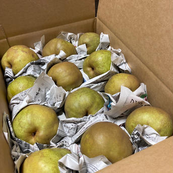 山形県産ラフランス🍐訳あり家庭用３キロ❗️ ３キロ 果物/梨通販