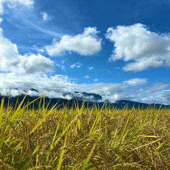 令和7年産 はぜ掛け新米コシヒカリ | 米・穀物/米/精米 産直アウル