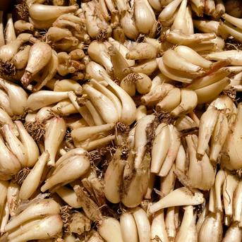 農薬不使用(栽培期間中) 毎日の食卓に 洗いらっきょう 1kg 鳥取県産