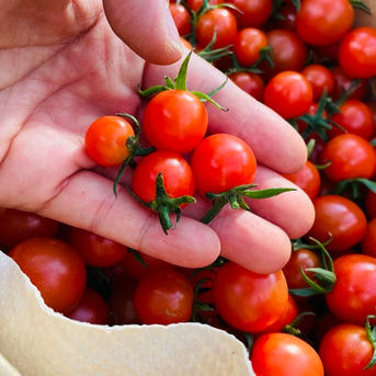 ミニトマト 1.8キロ フードロス 規格外 野菜 熊本産 訳あり 安い