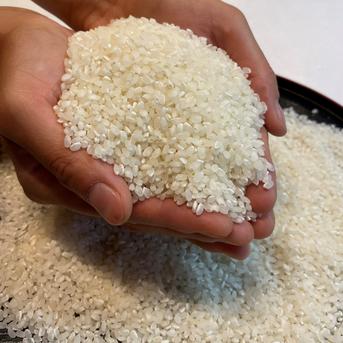 コシヒカリ　令和7年度産　　白米約27キロ　お米 コシヒカリ白米27kg】【令和7年新米🌾】炊きたて艶ピカ°˖✧ ｜ 米