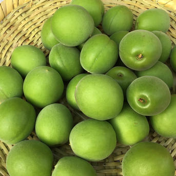 クール便 まじりっけなし！自然栽培の青梅『白加賀』お徳用10kg 農薬不