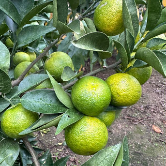 売り切り　最終　T-farmのすだち　訳あり2級品　500g 500g 果物/香酸柑橘(ライム・レモン等)通販
