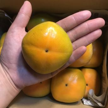 吉田屋のたねなし柿(中谷早生) 箱込み約2kg | 果物/柿 産直