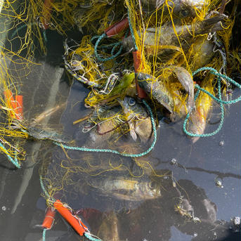 【見てびっくり、食べてびっくり船頭厳選贅沢セット】5キロ〜10キロ 5キロ〜10キロ 魚介類/魚介セット・詰め合わせ通販