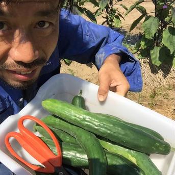 無農薬栽培 きゅうり （無農薬キュウリ）Cucumber 訳あり6本 無農薬きゅうり　6本 野菜/きゅうり通販