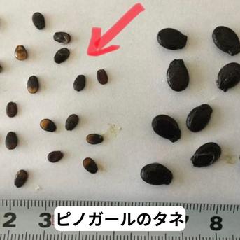 Lサイズ ピノガール1玉  【タネごと食べれる小玉すいか】 1玉　(1.5-2kg/1玉) 果物/スイカ通販