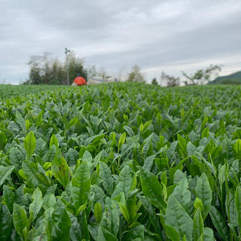 【3つでお得】【吉良茶】まろやかかぶせ茶　100g×3パック 100g×3パック お茶/緑茶通販