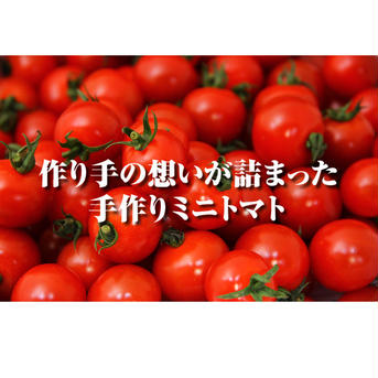 【希少な高濃度フルーツトマト】ソムリエミニトマト　プラチナ１kg 1kg 野菜/トマト通販
