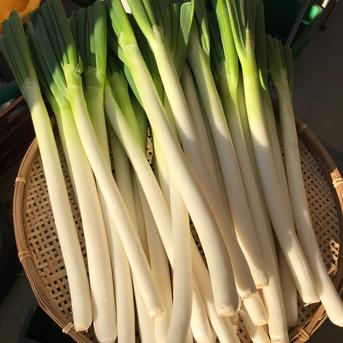 自信作♡太くて甘ーい美味！深谷ネギ！！　ムキねぎ4ｋｇ3L 4ｋｇ 野菜/ねぎ通販