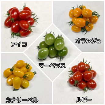 サザキ農園の『プラム型ミニトマト』ミックスセット2.5kg 2.5kg 野菜/トマト通販