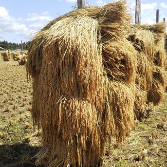農家直送 自然乾燥米秋田県産あきたこまち白米１０kg(５kg×２袋) 白米５kg×２袋 米・穀物/米/精米通販
