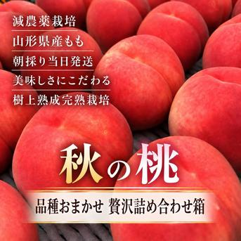 秋の濃厚桃 贅沢詰め合わせ箱】 ｜ 果物/もも 産直アウル 農家・漁師
