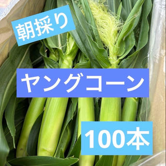 和歌山県産 おおもの ヤングコーン 100本 ｜ 野菜/とうもろこし 産直