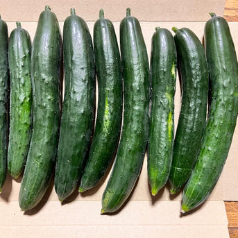 長野県産きゅうり約5キロ 5.0kg 野菜/きゅうり通販