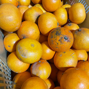 残りわずか】訳アリ！傷アリ！段畑まどんな 4キロ 訳あり品 | 果物