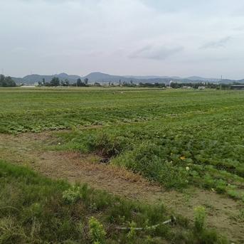 島根県産　栗かぼちゃ（１０㌔） かぼちゃ１０㌔ 野菜/かぼちゃ通販