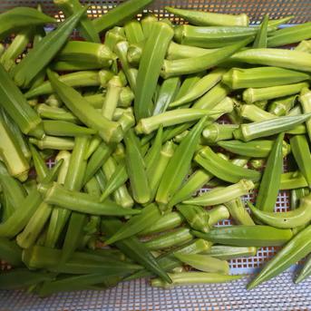 たくましくそだてたおくら40本 オクラ40本 野菜/オクラ通販