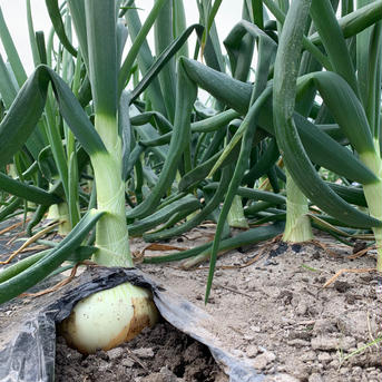 新玉ねぎ2kg🧅淡路島極熟玉葱　今が旬‼️ 特別栽培農産物 新玉ねぎ2kg 野菜/玉ねぎ通販