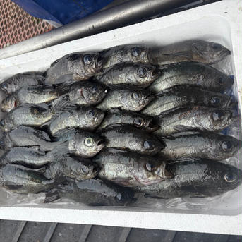 朝採れ！当日出荷！黒メバル　2kg 黒メバル　2キロ 魚介類/その他魚介通販