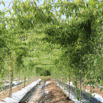 自然薯300gと生にんにく中玉7個セット 自然薯300gと生にんにく中玉7個 野菜/野菜セット・詰め合わせ通販