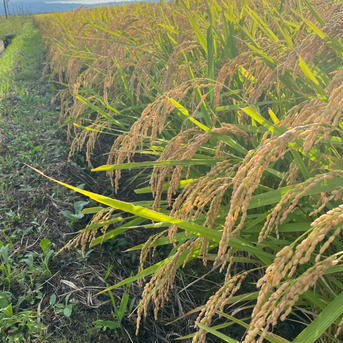 青森県産 はれわたり玄米10キロ | 米・穀物/玄米 産直アウル