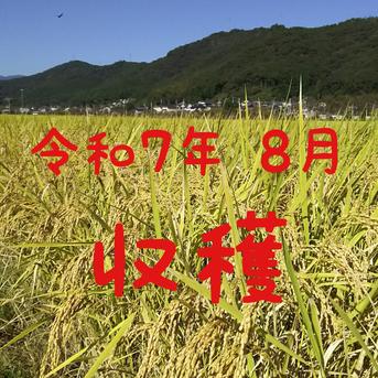 MAYA 送料込み 令和6年産 高知県産 コシヒカリ 玄米30㎏(袋込み) 令和6年産 新米 こしひかり コシヒカリ 玄米30kg 茨城県産