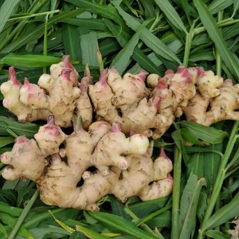 高知県産　新生姜　2キロ　101 産直！新鮮！真っ白で柔らかい新生姜 2kg 高知県産：高知県産