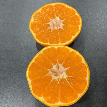 宮川早生みかん 10kg(箱込) 大玉のみ | 果物/温州みかん 産直アウル