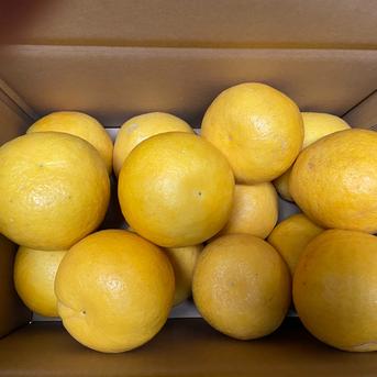 【お中元】宇和ゴールド５ｋｇ［のし対応可能］ 5kg 果物/オレンジ・その他みかん通販
