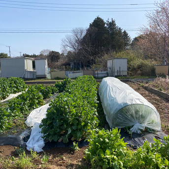 はぴぱらのやわらかいかき菜【無農薬・無肥料】(1kg) かき菜1kg(約6袋) 野菜/葉物通販