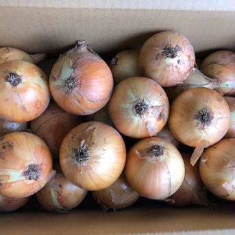 カツラギ農園　淡路島産　玉ねぎ5kg 5kg 野菜/玉ねぎ通販