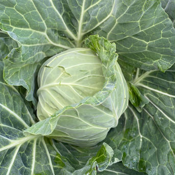 4【数量限定】農薬不使用の旨キャベツ！冬の旨みキャベツを是非！ キャベツ4玉 野菜/キャベツ通販