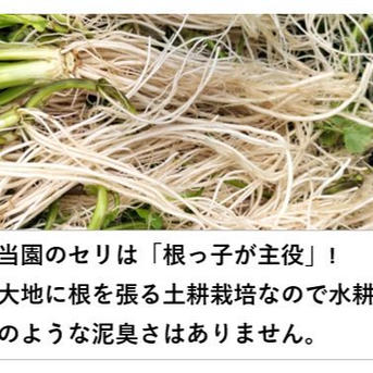 セリ1kg根っ子が主役！ギシッとした歯応え、大地の香りと辛み