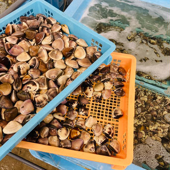 真空生冷凍はまぐり　1個70〜90g   約500g×2パック 1個70〜90g   約500g×2パック 魚介類/蛤通販