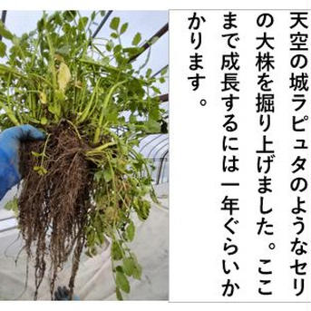 セリ 強い香りとギシッとした歯応え、極太、めっちゃ長！＜約400g＞ 約400g 野菜/その他野菜通販