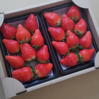 食べ比べ】 2箱4パック やよいひめ よつぼし おいCベリーから2品種をお