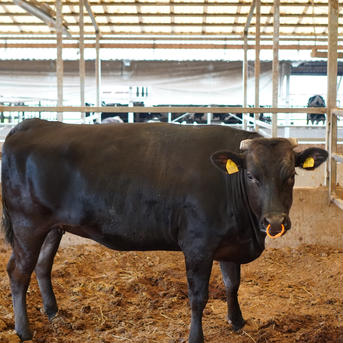【赤身セレクト】佐賀県産和牛の赤身ステーキ ２人前 300g 肉/牛肉通販