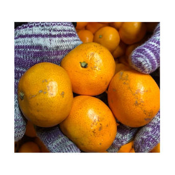 まどんな2.5キロ＋みかん3キロセット※1月6日から順次発送 | 果物