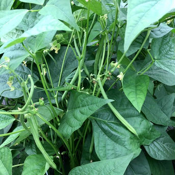 【鹿児島産】甘塩サヤインゲン箱込み400g^_^ 箱込み400g前後 野菜/豆類通販