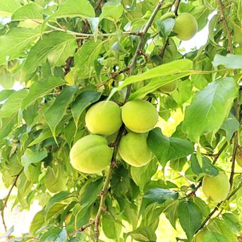 【家庭用】青梅 10kg 愛媛県産 梅ジュース 梅シロップ 梅干し 梅酒 梅ジャム 箱込み10kg 果物/青梅通販